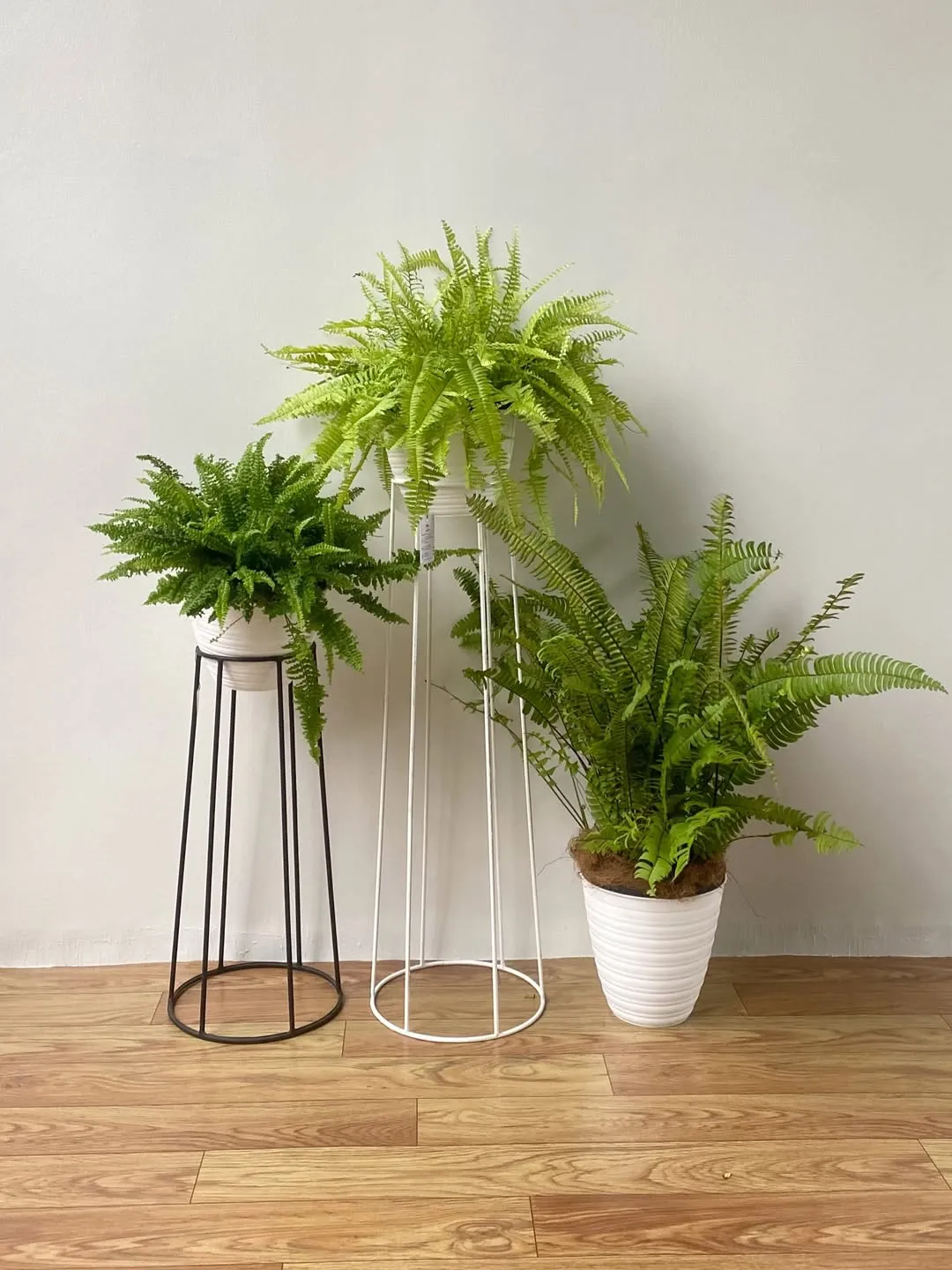 Boston Fern