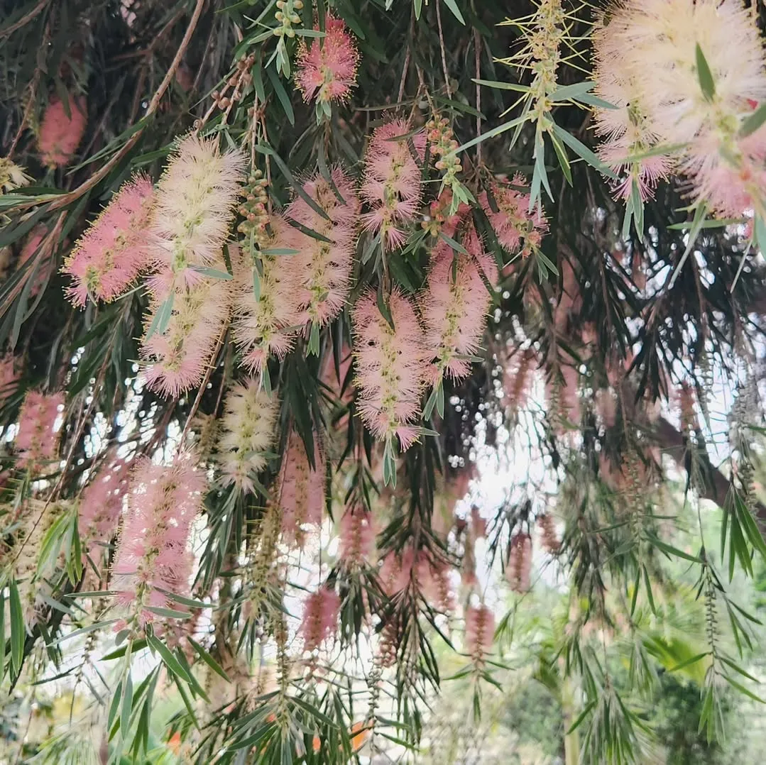  Bottlebrush Shrub