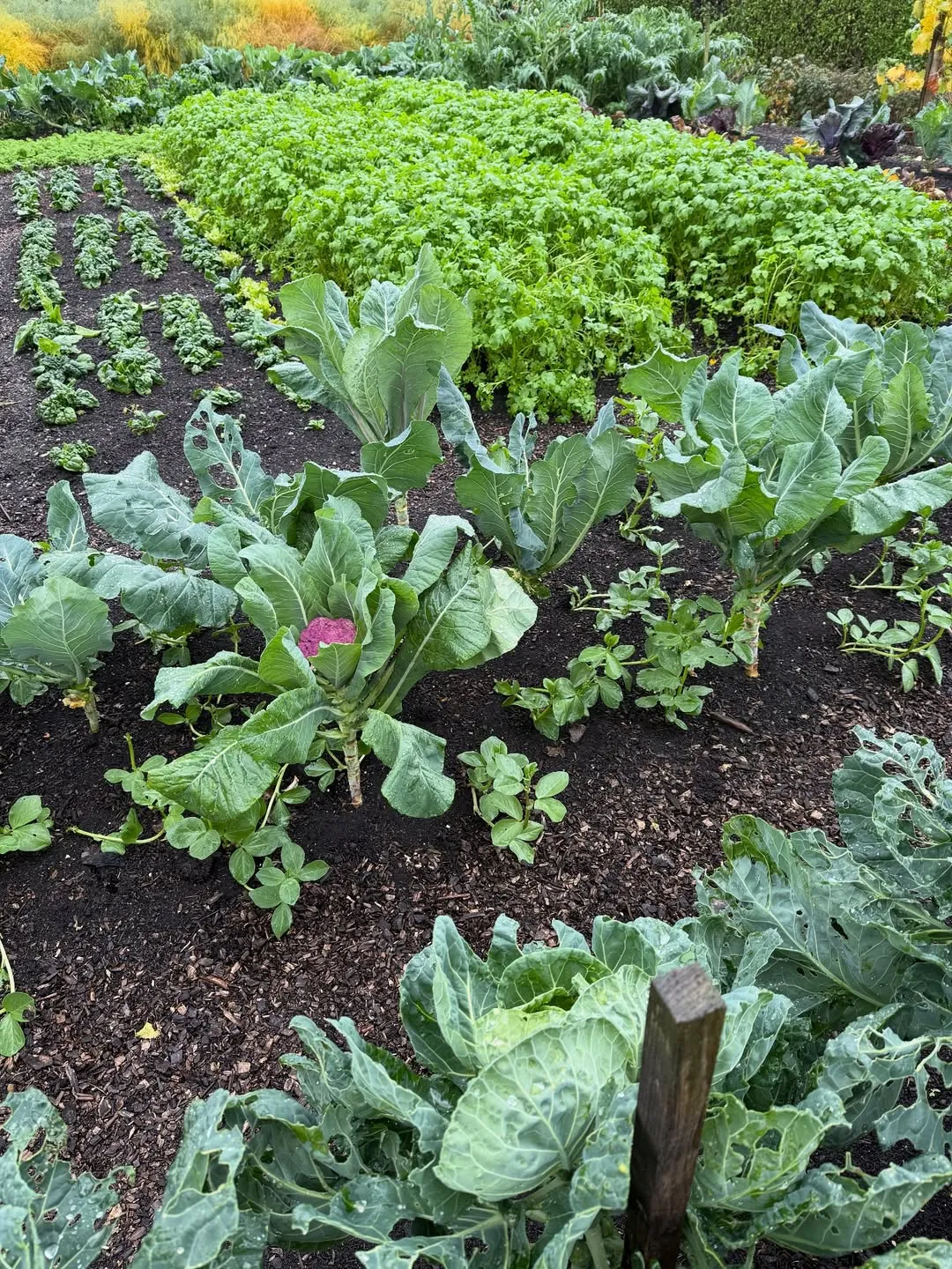 Brassicas