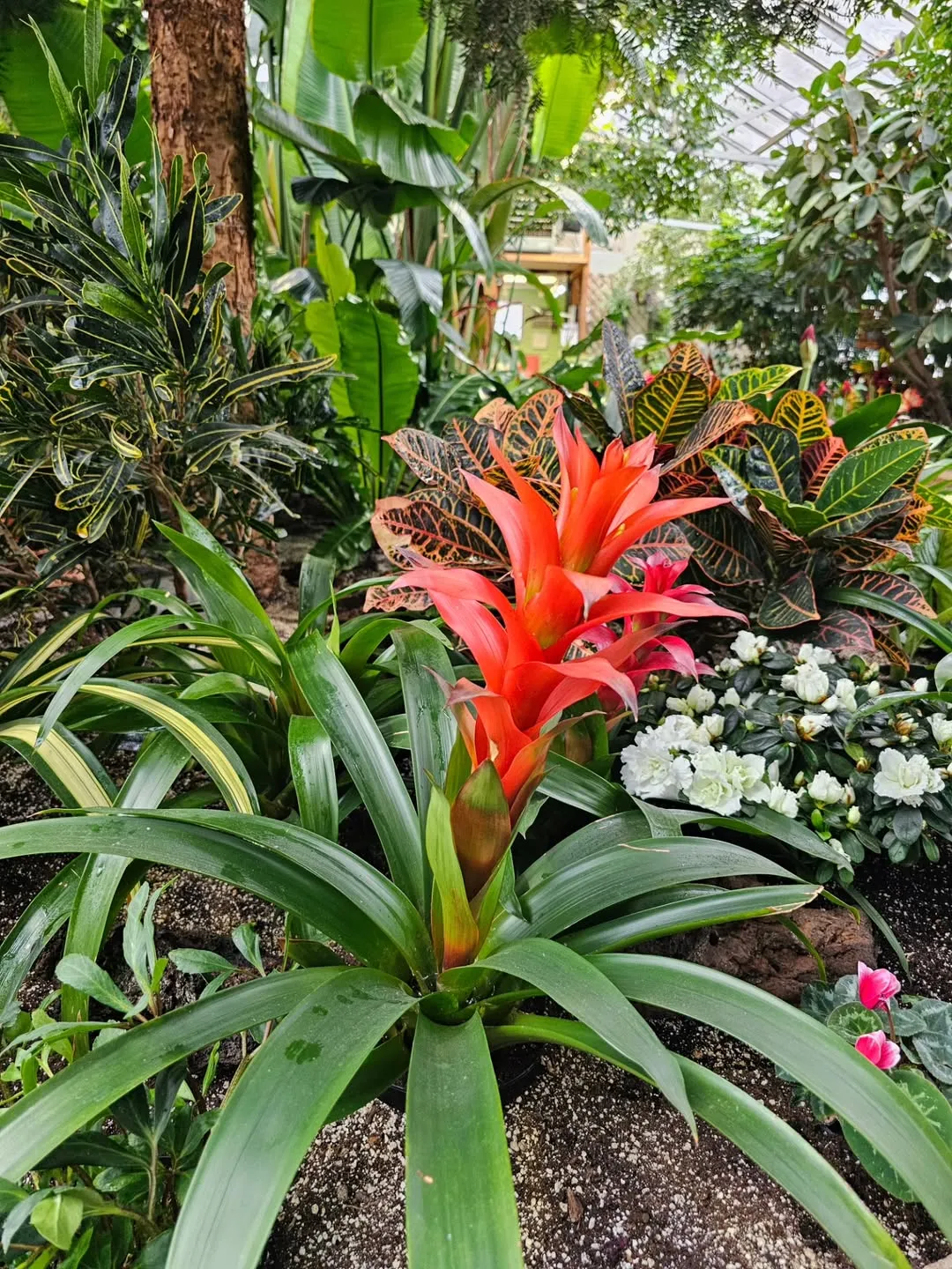 Bromeliads (Bromeliaceae Genera)