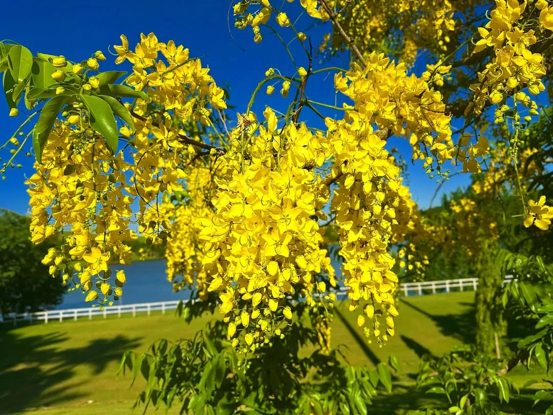 Bronze Shower Tree (Cassia Ferruginea)
