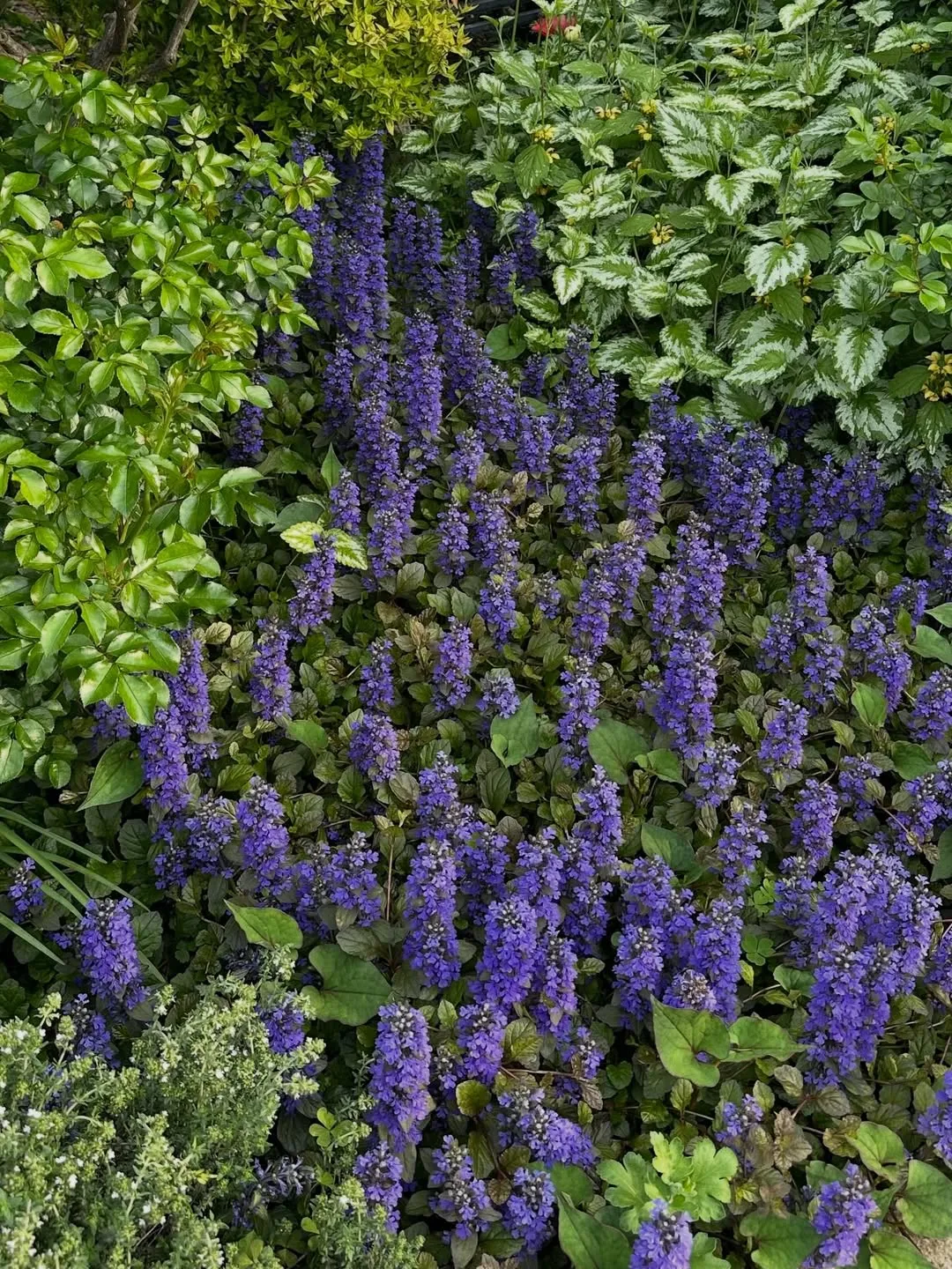 Bugleweed (Ajuga Reptans)