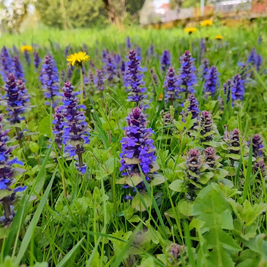 Bugleweed
