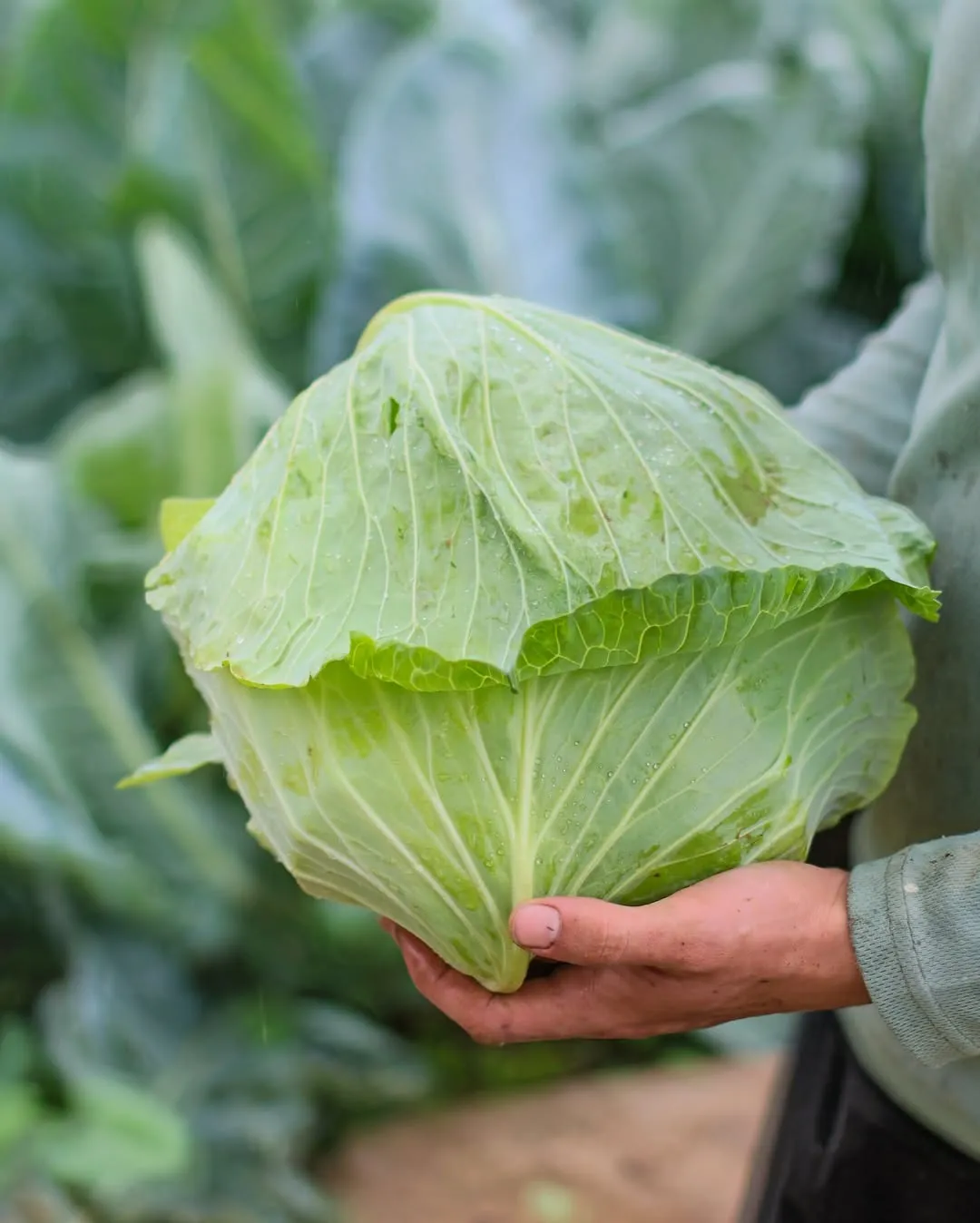 Cabbage