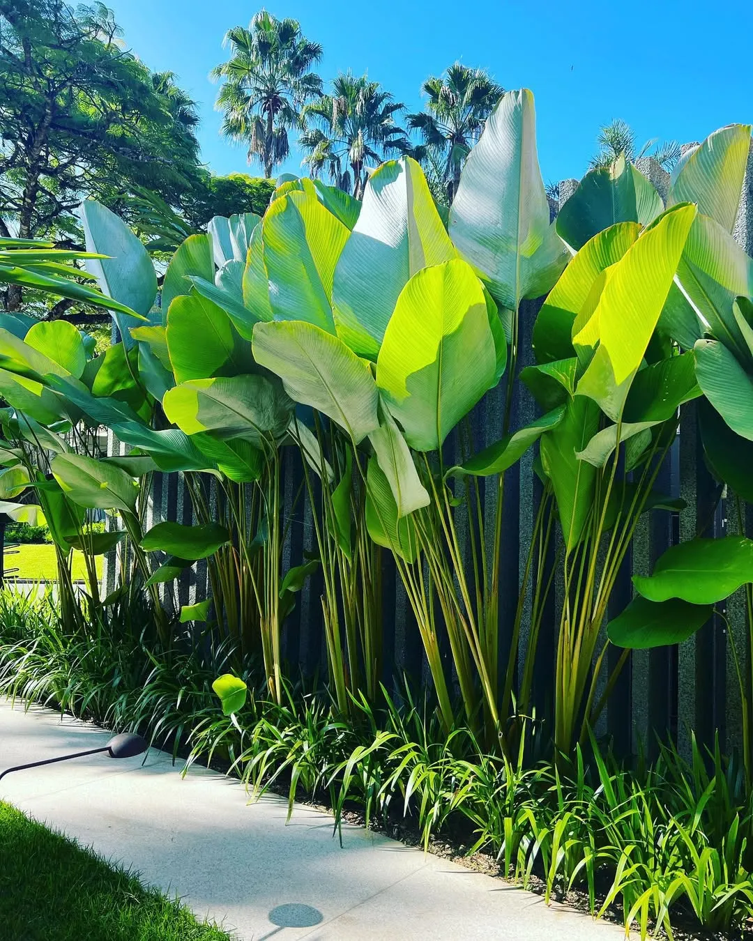 Calathea