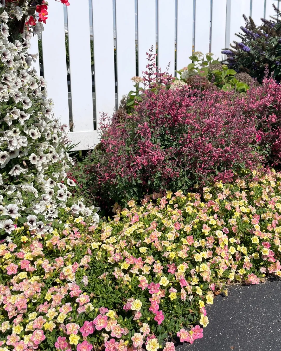 Calibrachoa