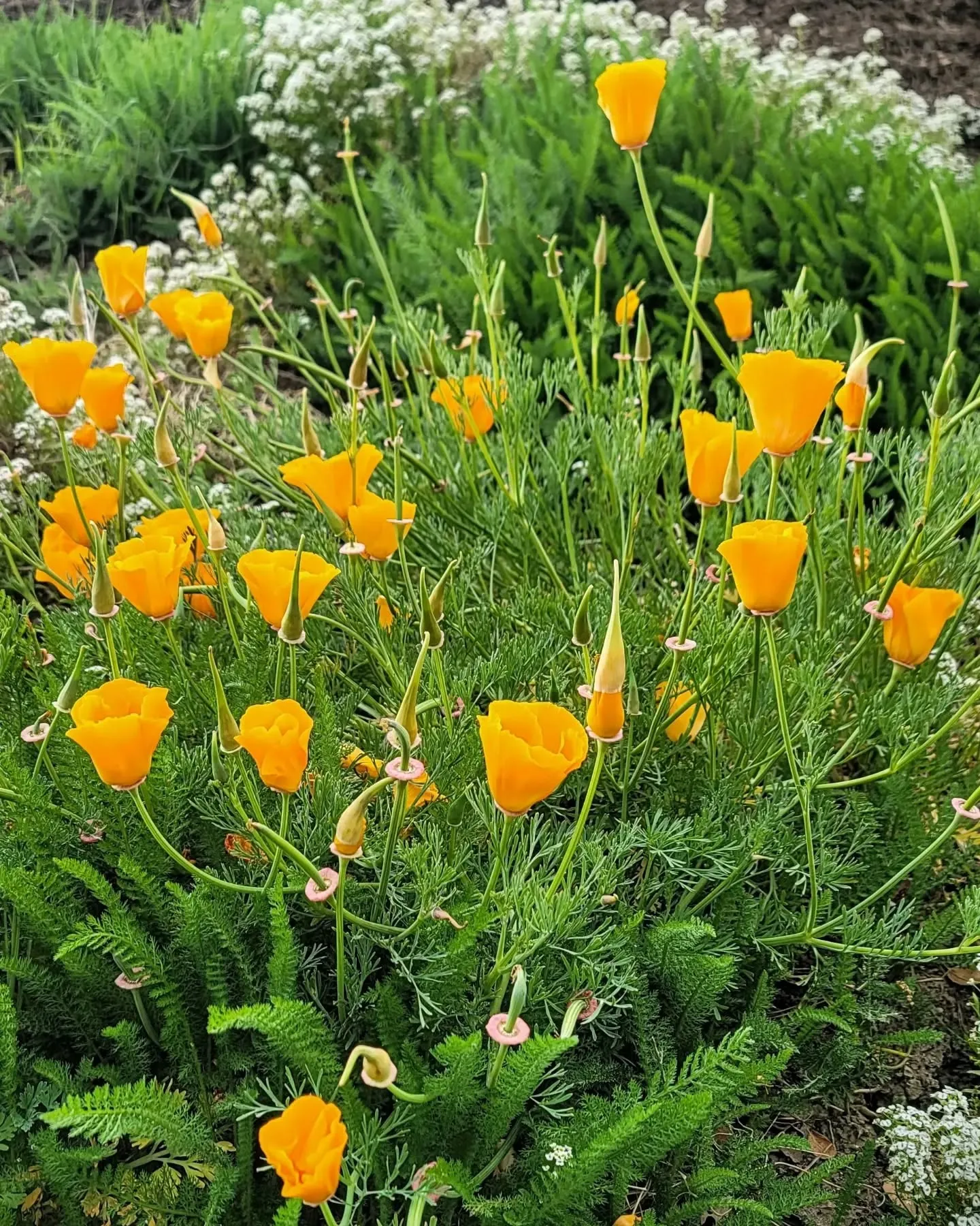 Amazing Cup-Shaped Orange Poppy Amazing Cup-Shaped Orange Poppy