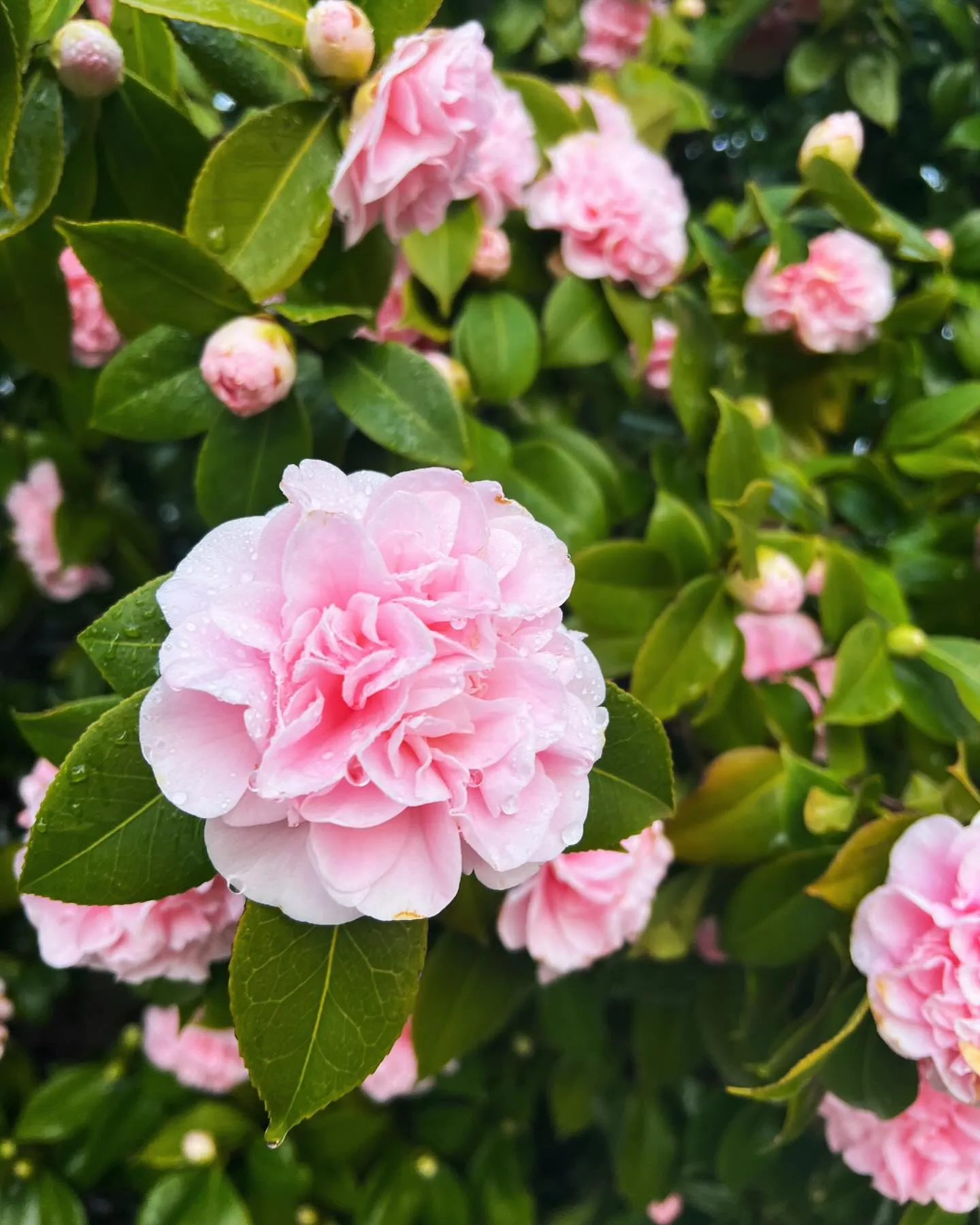 Camellia Flowers Camellia Flowers