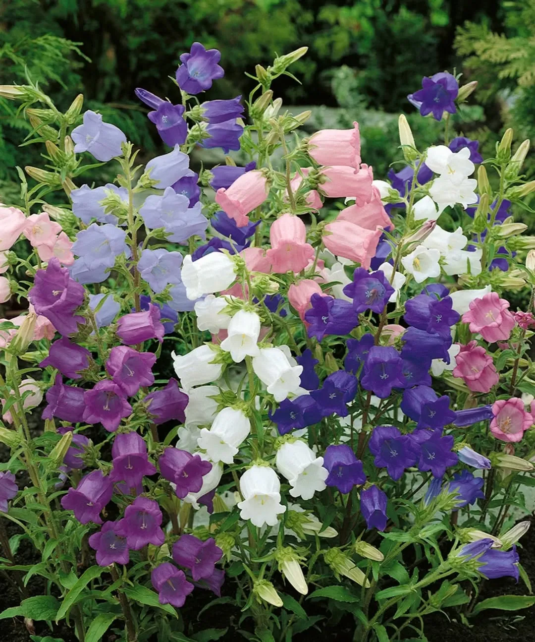 Campanula (Campanula Sp.)