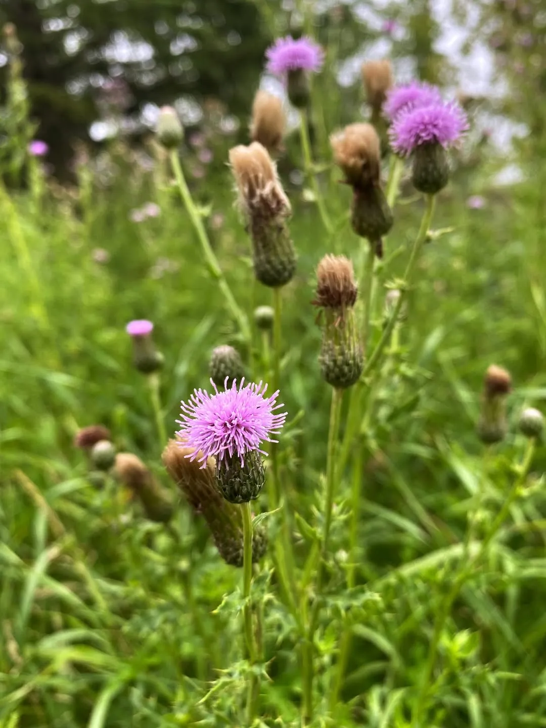 Canada Thistle (Cirsium Arvense)