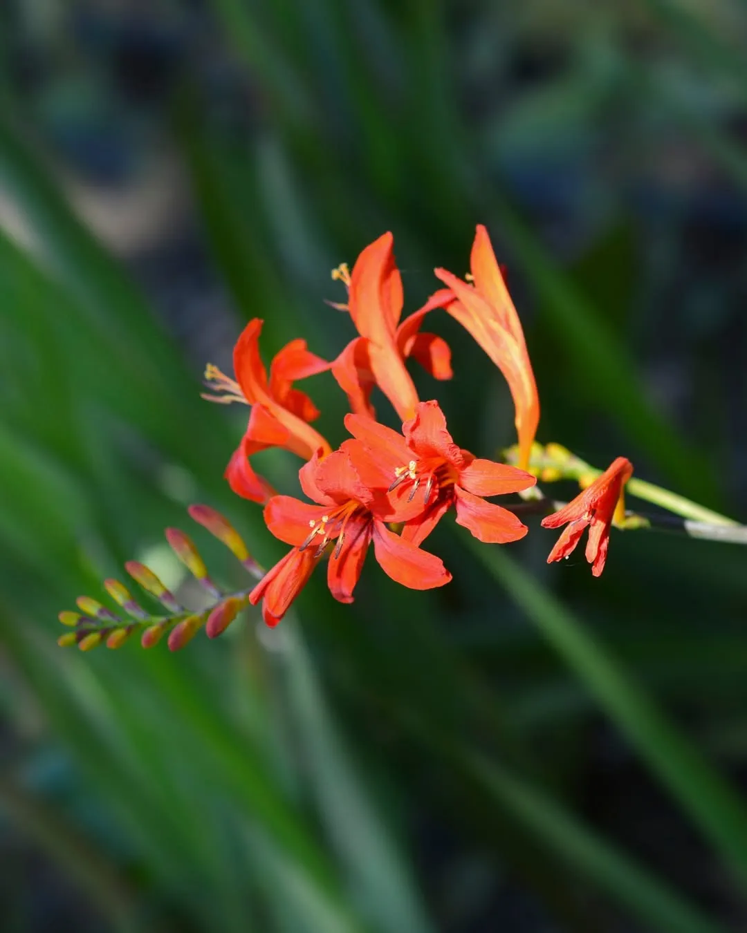 Cape Honeysuckle