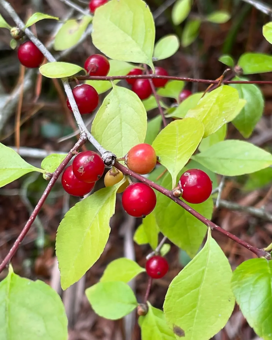 Carolina Holly (Ilex ambigua)