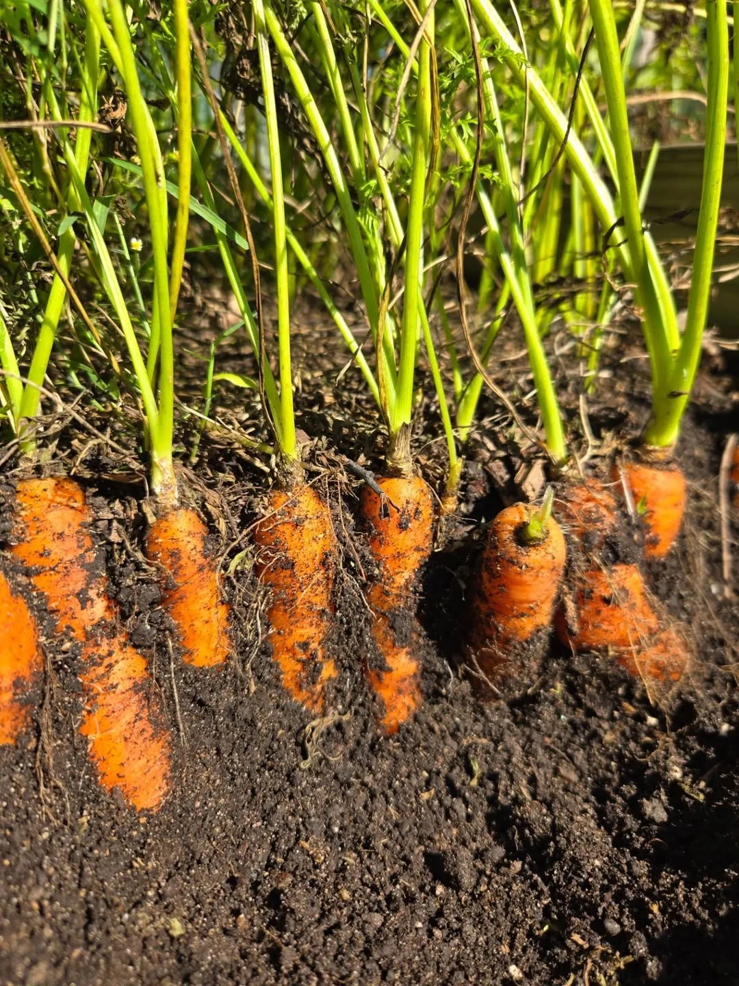 Carrots