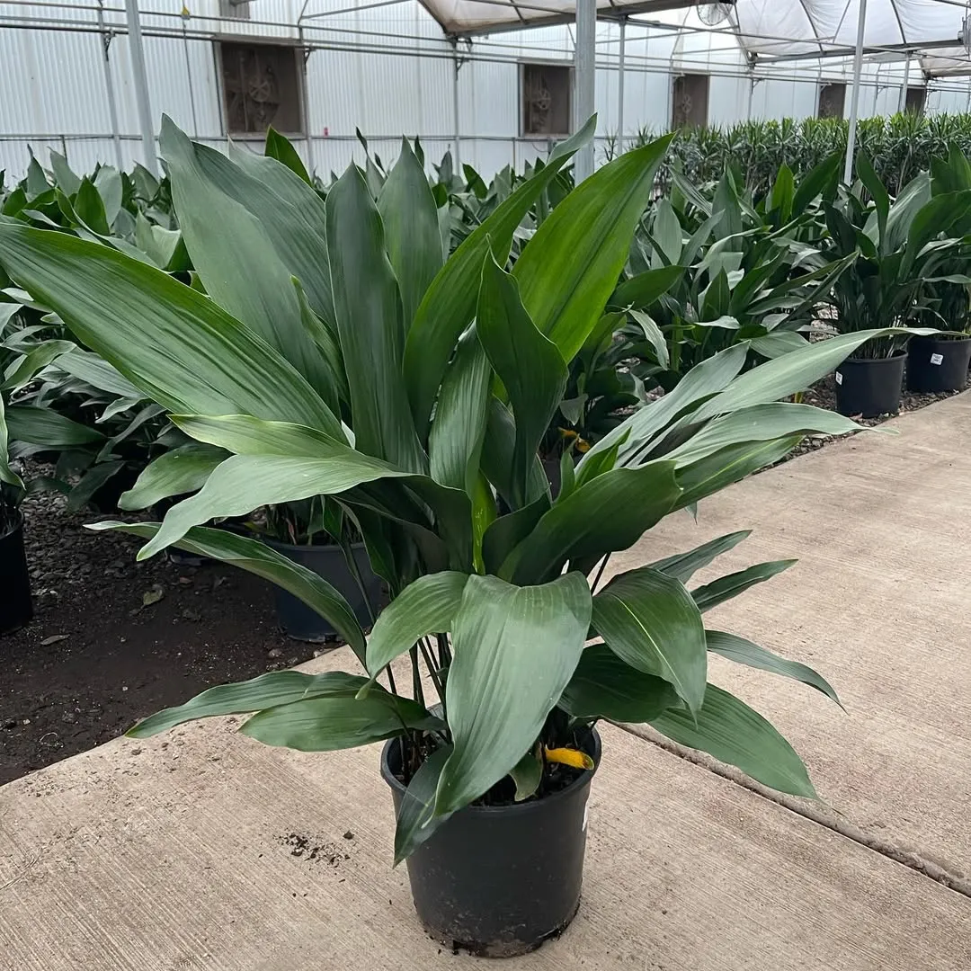 Cast Iron Plant (Aspidistra Elatior)