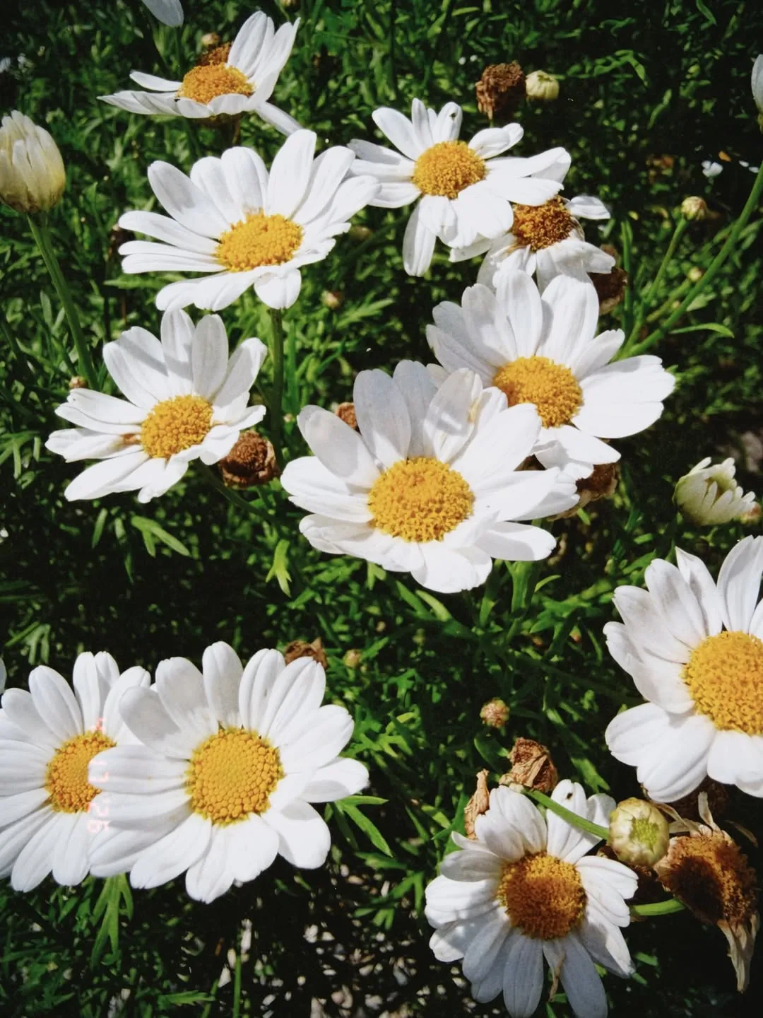 Chamomile