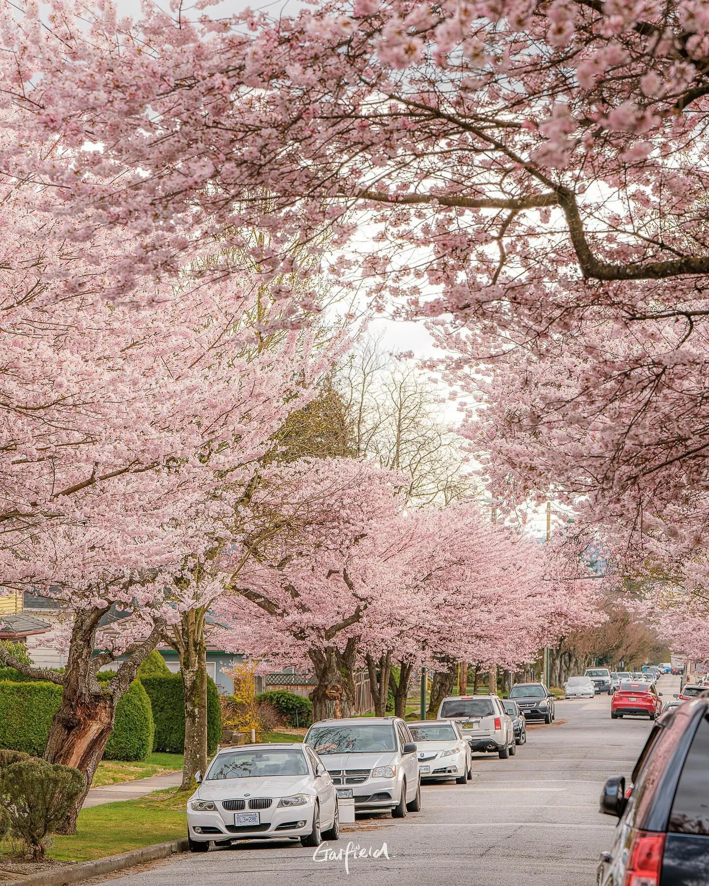 Cherry Blossom Cherry Blossom