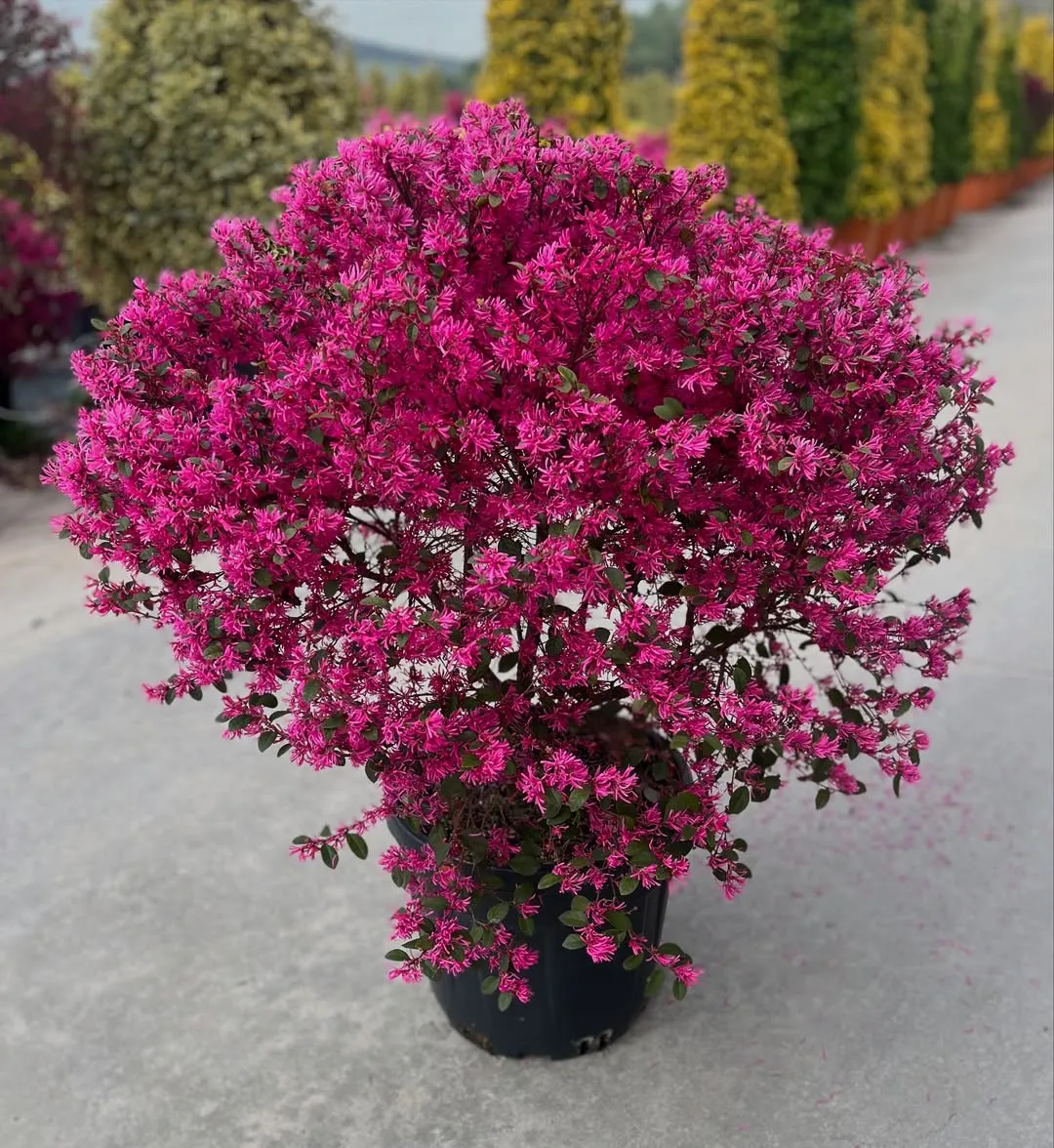 Chinese Fringe Flower (Loropetalum Chinense)