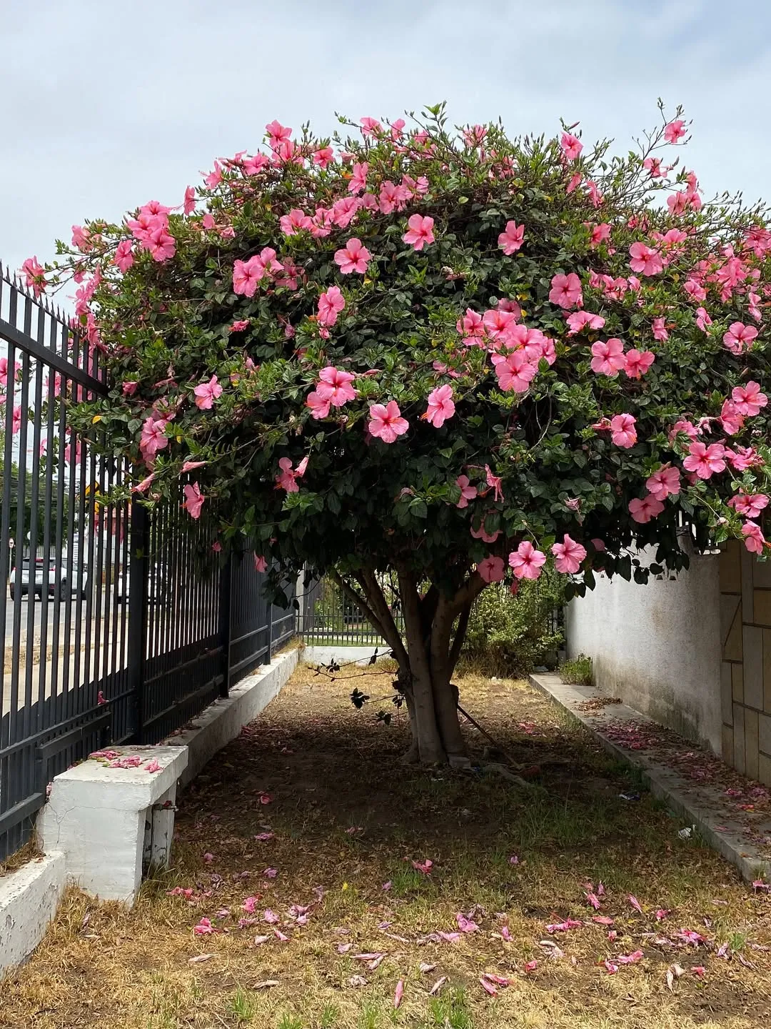 Chinese Hibiscus (Hibiscus Rosa-sinensis)