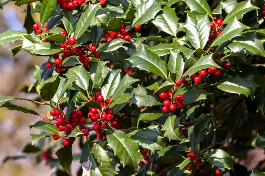 Chinese Holly (Ilex cornuta)