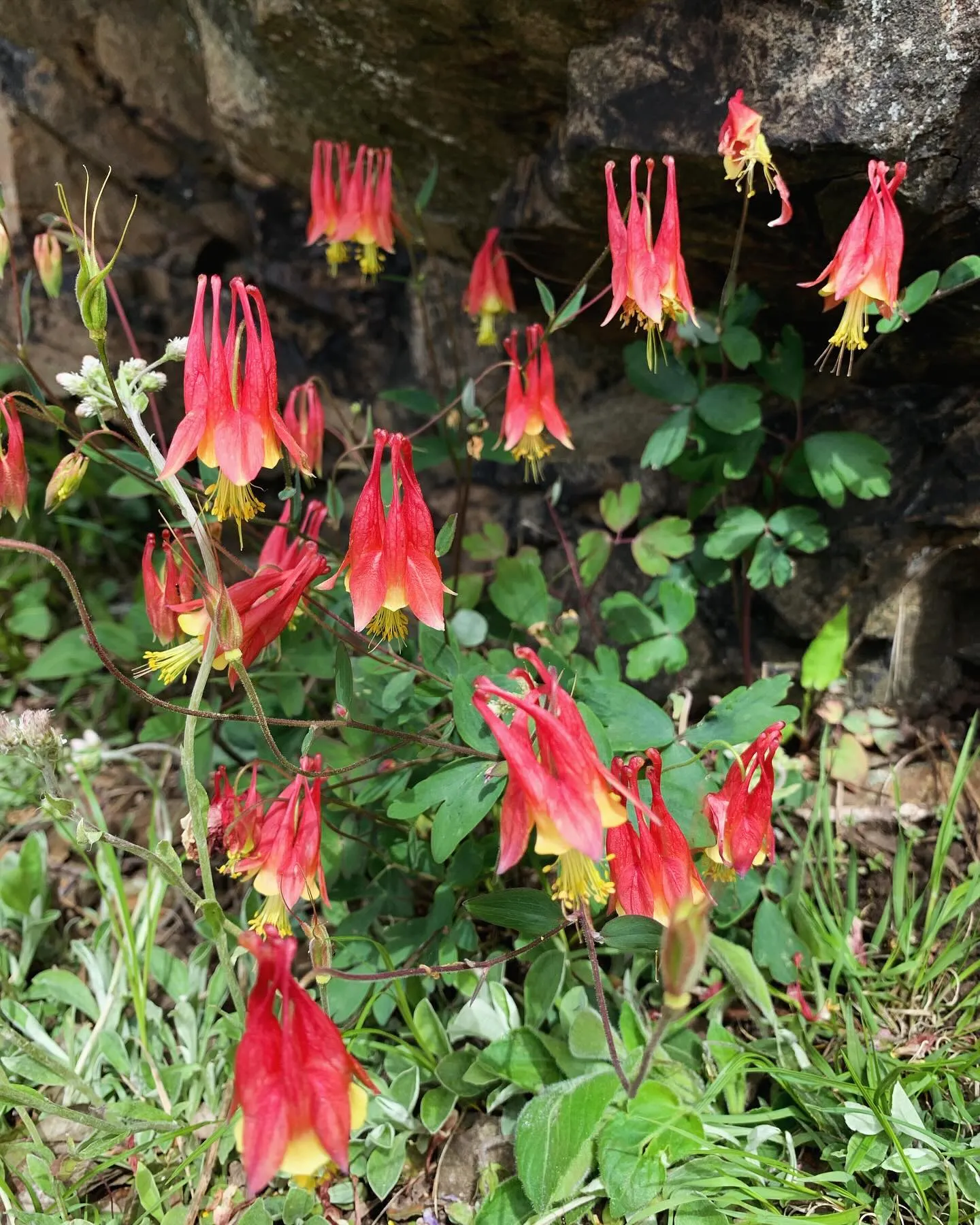 Very Unique Shaped Red Columbine Flowers Very Unique Shaped Red Columbine Flowers