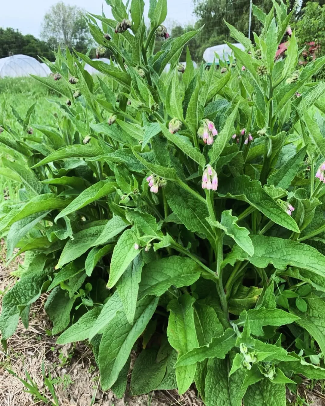 Comfrey (Symphytum Officinale)