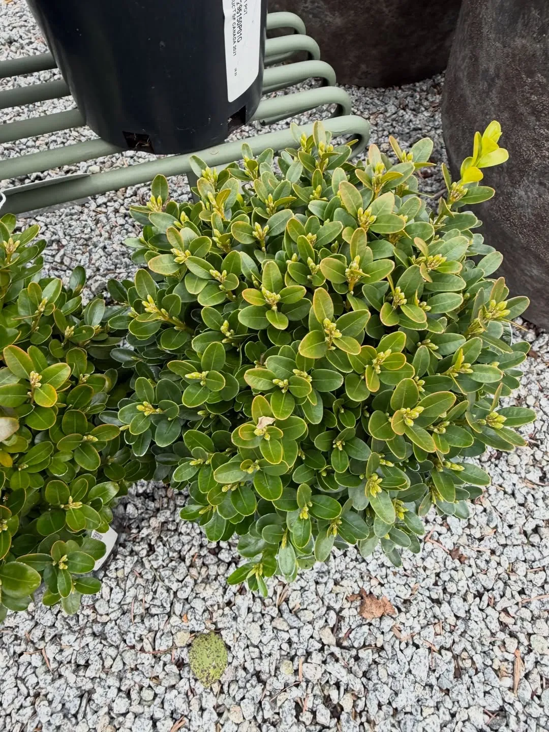 Common Boxwood (Buxus sempervirens)