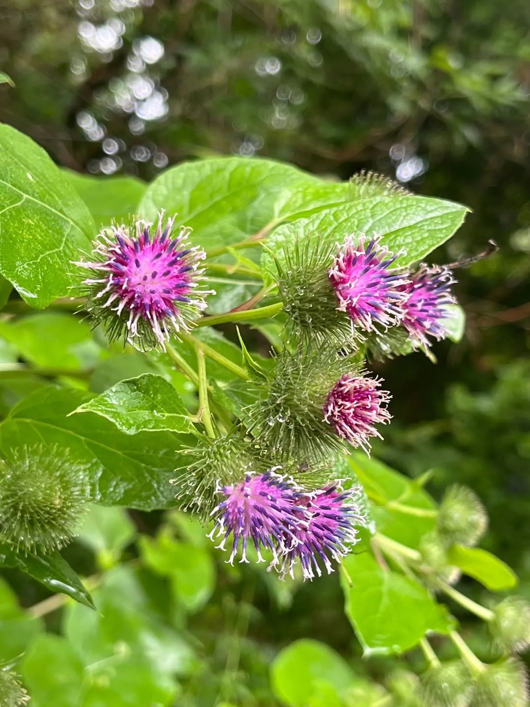 Common Burdock (Arctium Minus)