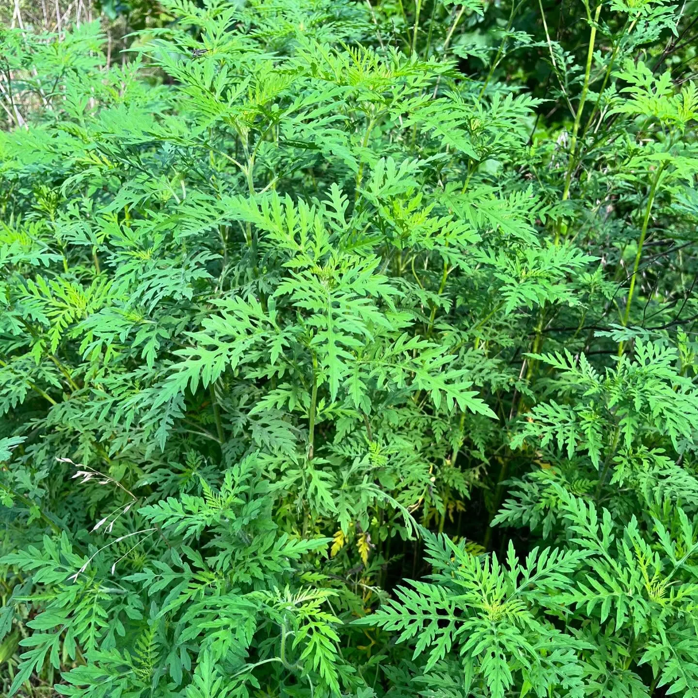 Common Ragweed Common Ragweed