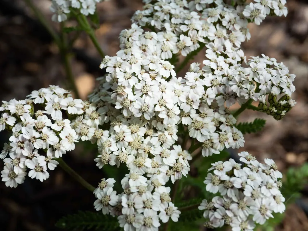 Common Yarrow