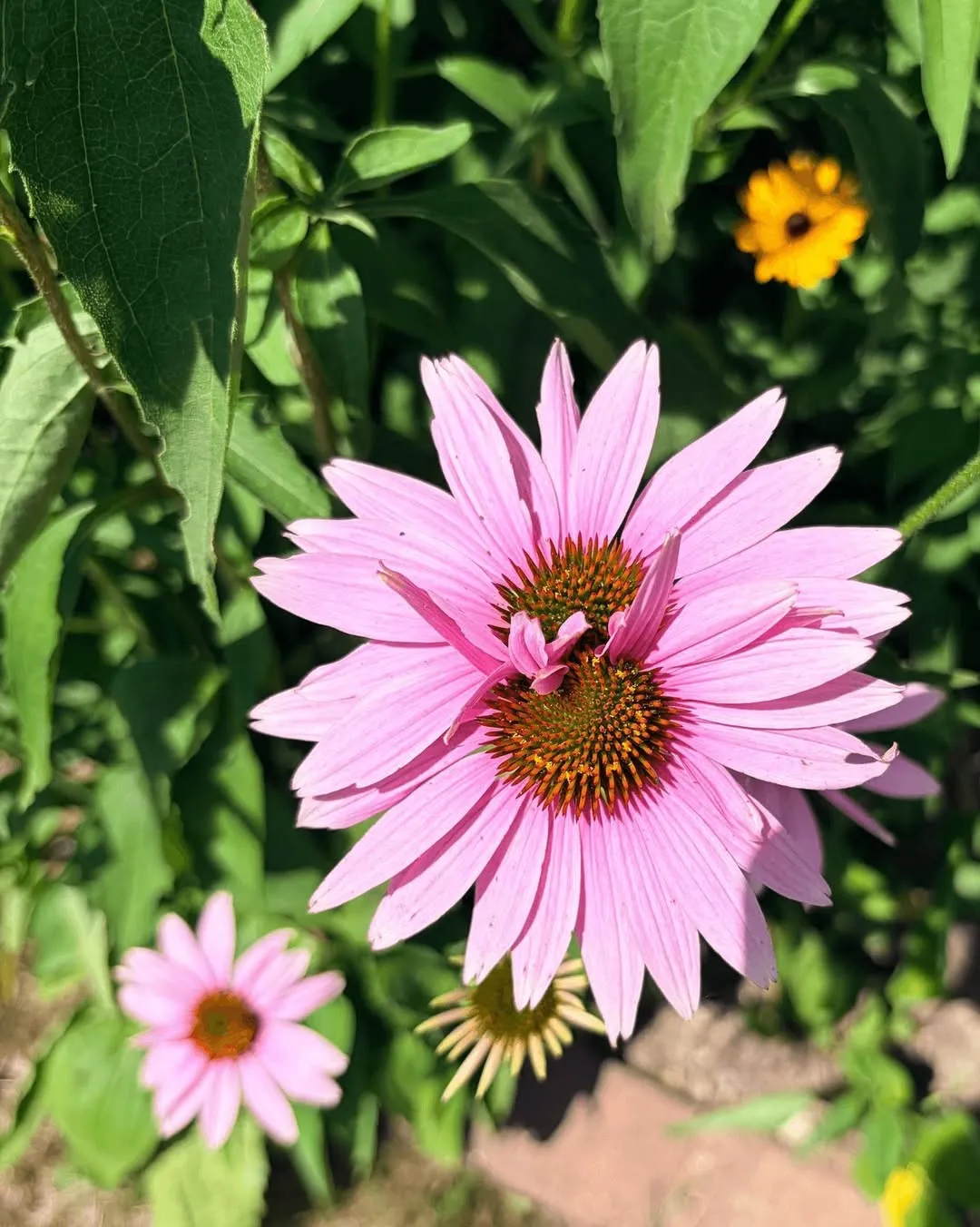 Coneflower