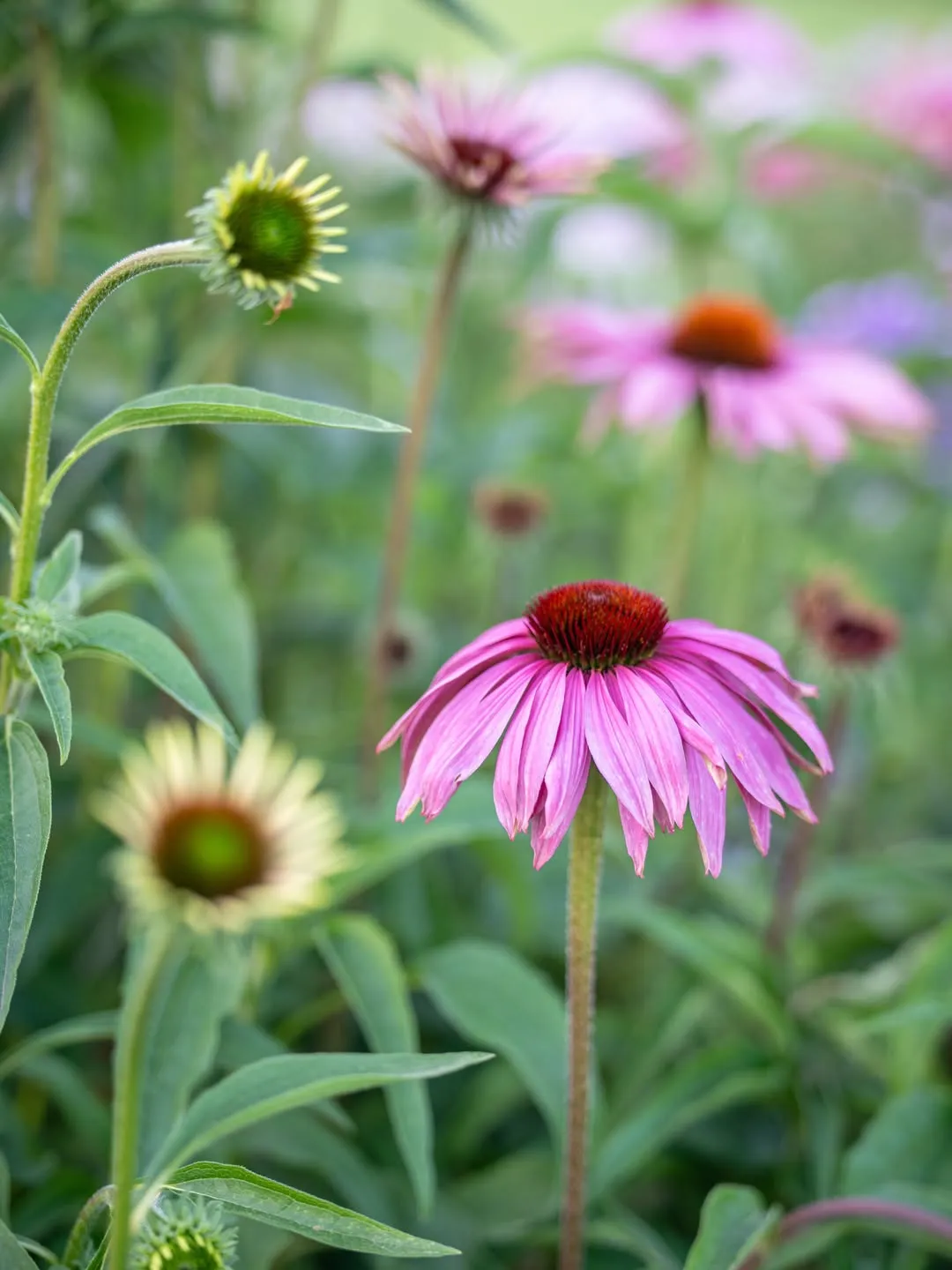 Coneflower (Echinacea spp.)