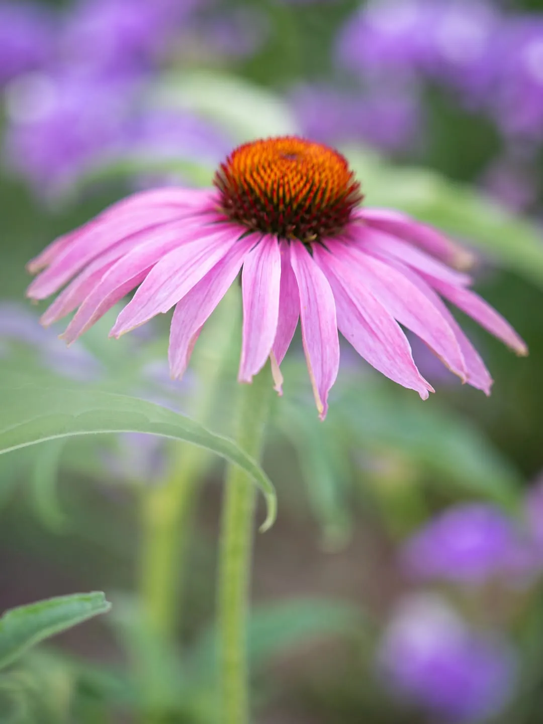 Coneflowers