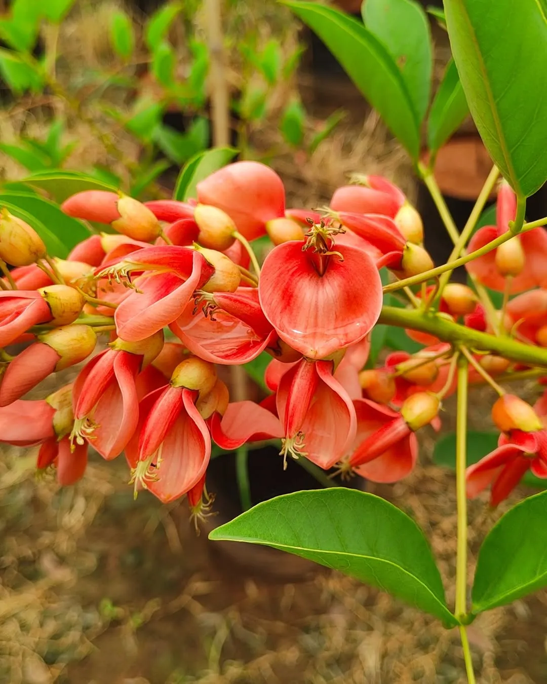 Coral Tree
