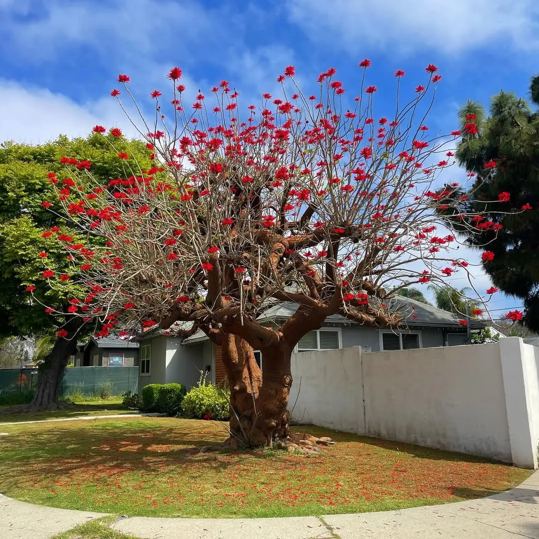 Coral Trees (Erythrina Species)