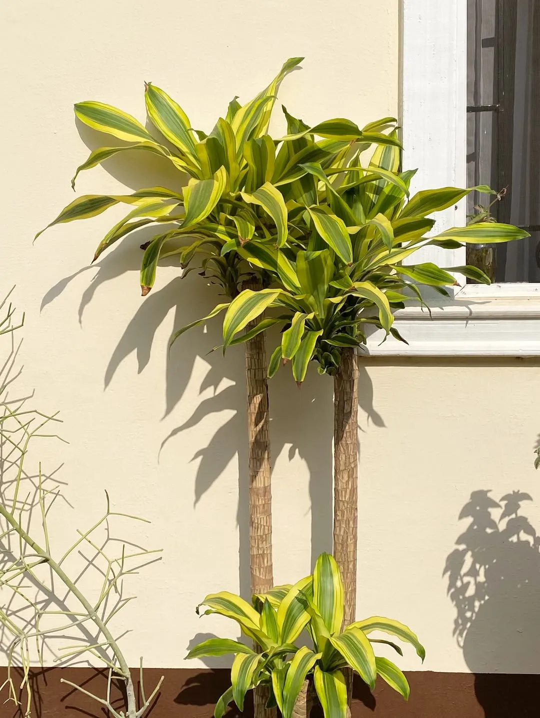 Corn Plant (Dracaena Fragrans)