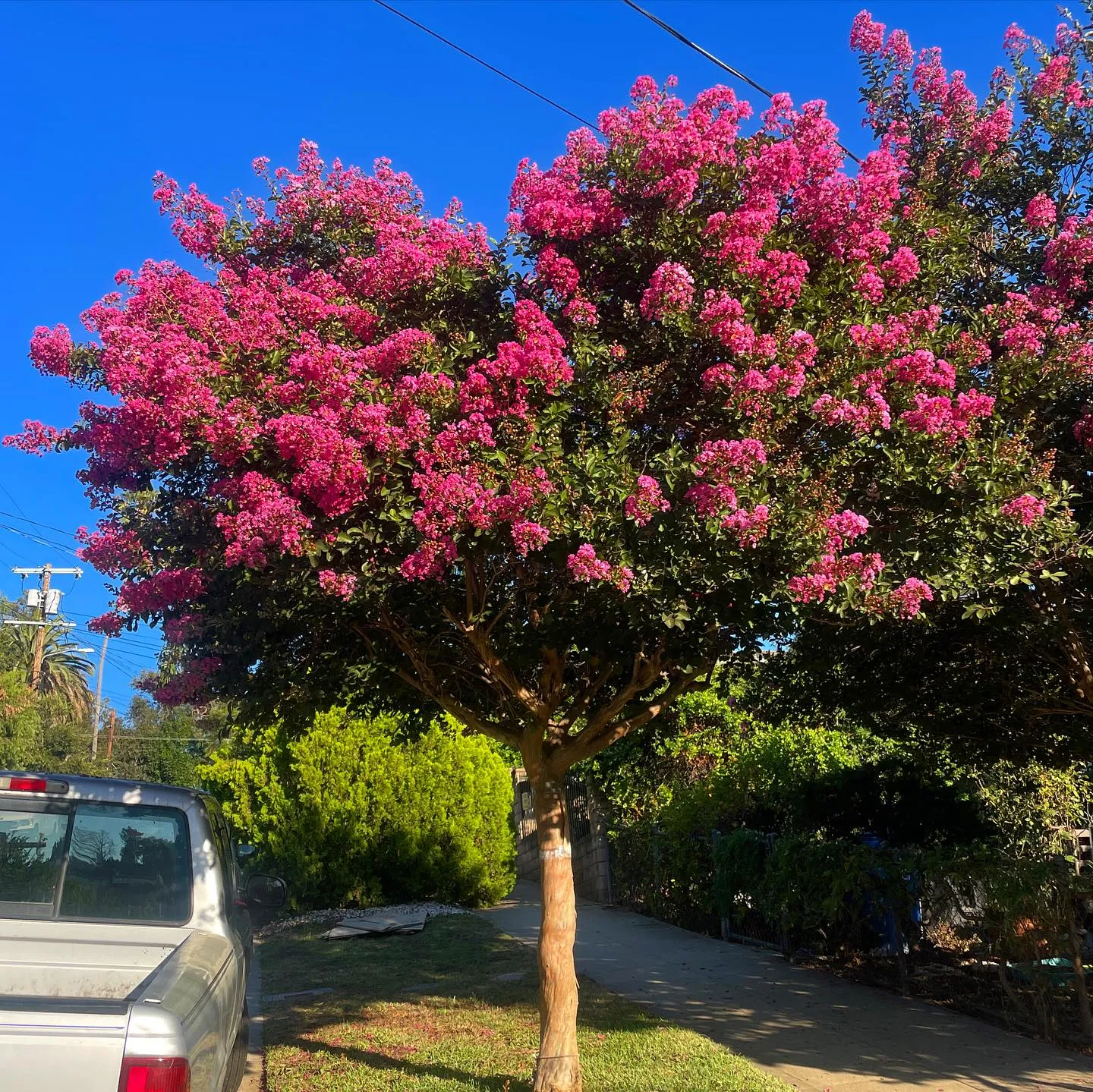 Crape Myrtle Crape Myrtle
