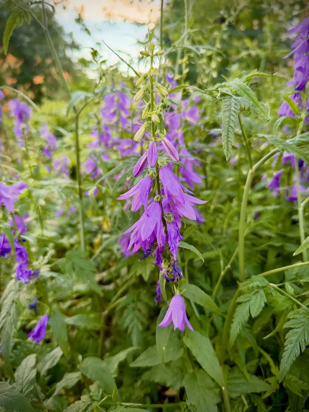 Creeping Bellflower (Campanula Rapunculoides)
