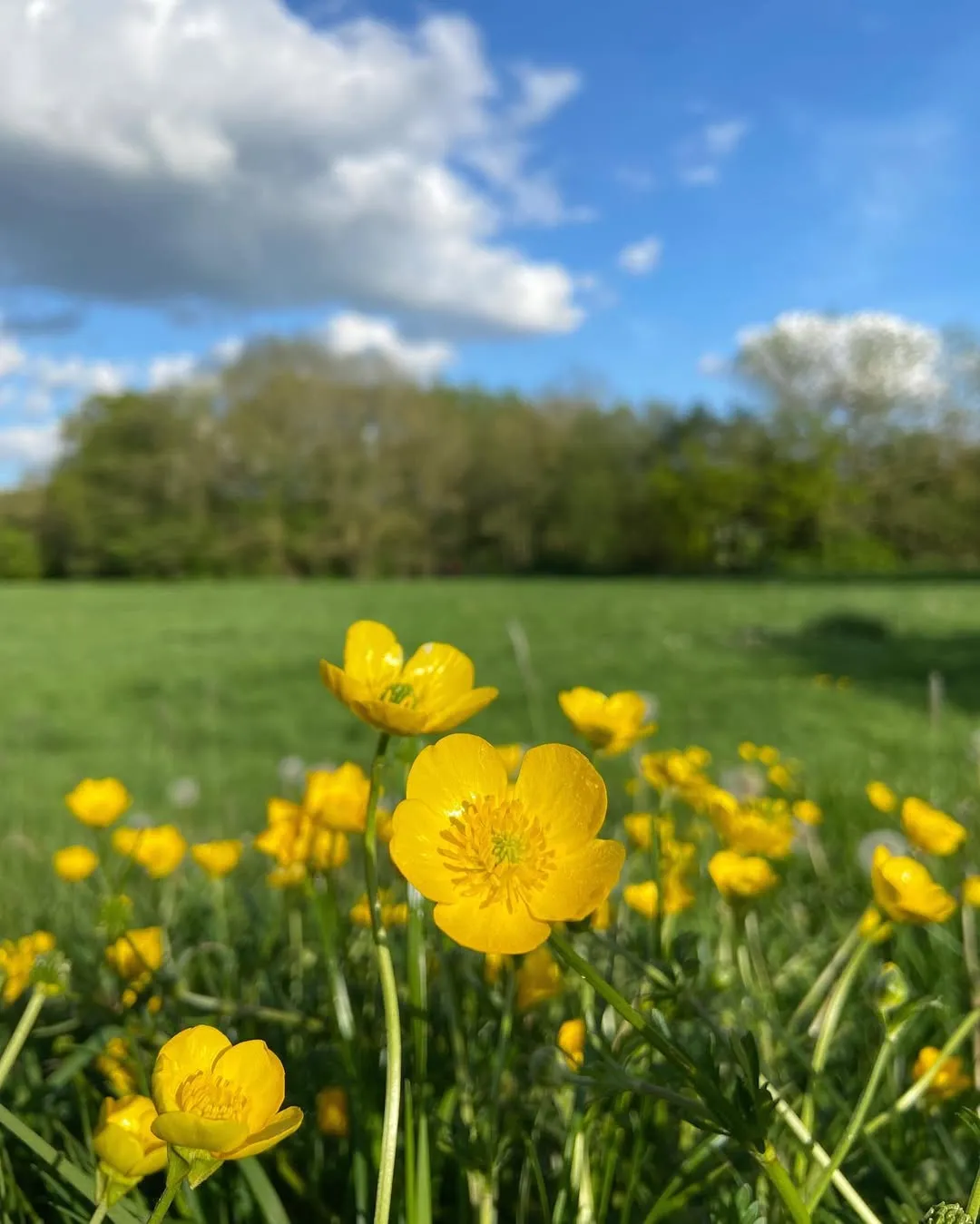Creeping Buttercup