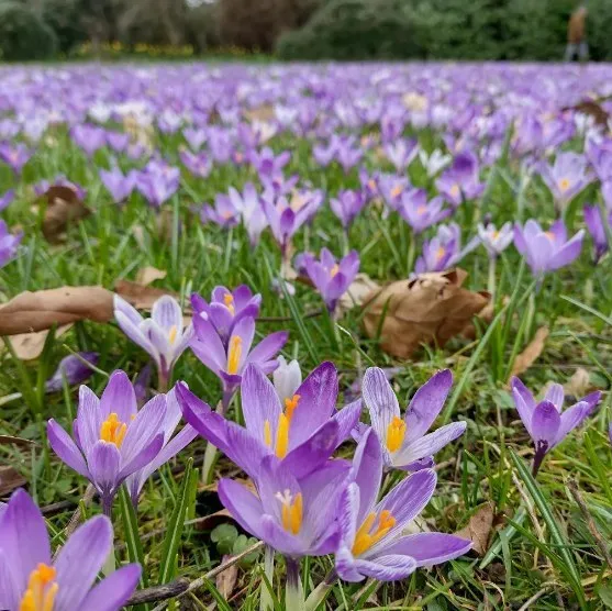 Beautiful Blue-Purple Flower Beautiful Blue-Purple Flower that Makes Your Garden Look Like Tulips