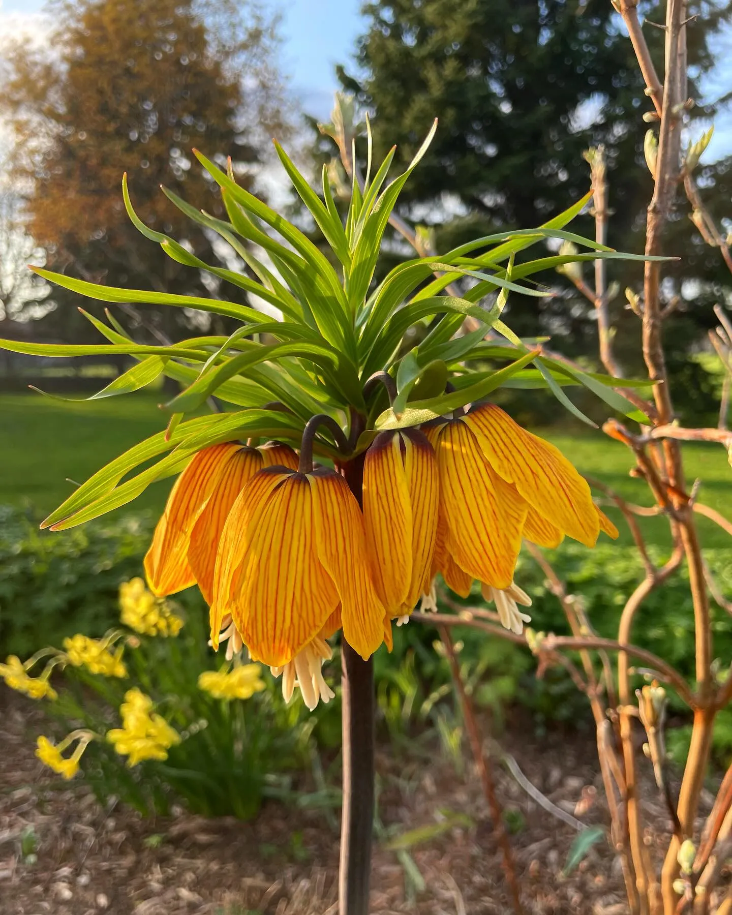 Resemble Tulips Because of it's Vibrant Orange Resemble Tulips Because of it's Vibrant Orange and Shape