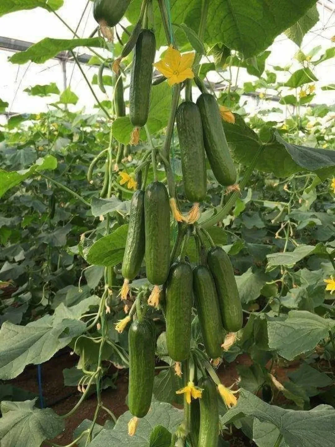 Cucumber and Zucchini