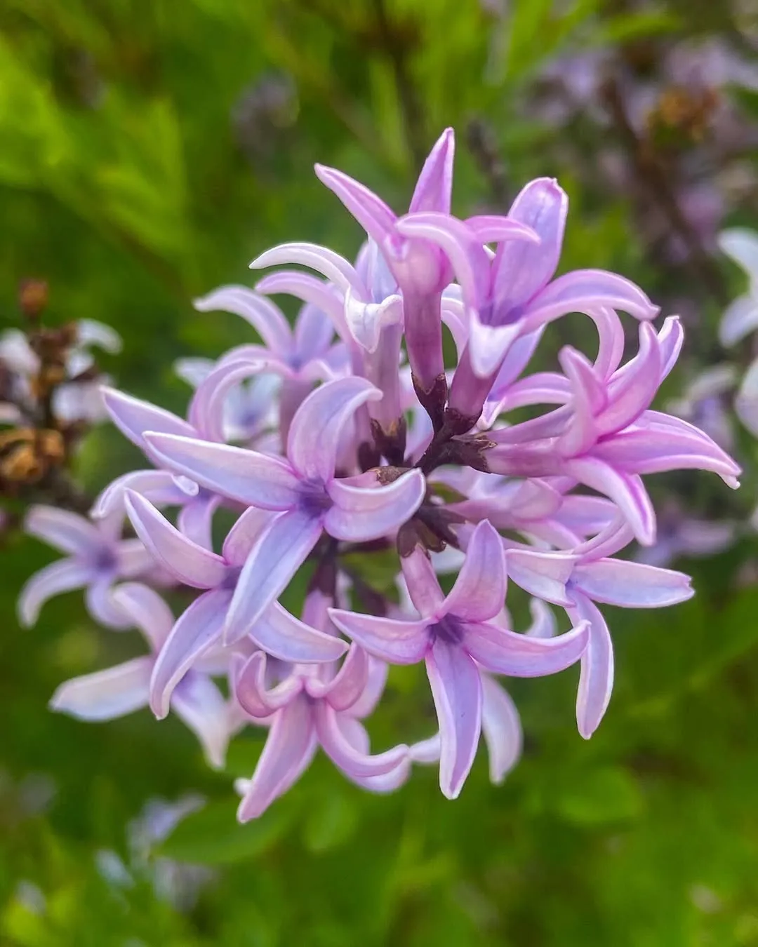 Cutleaf Lilac