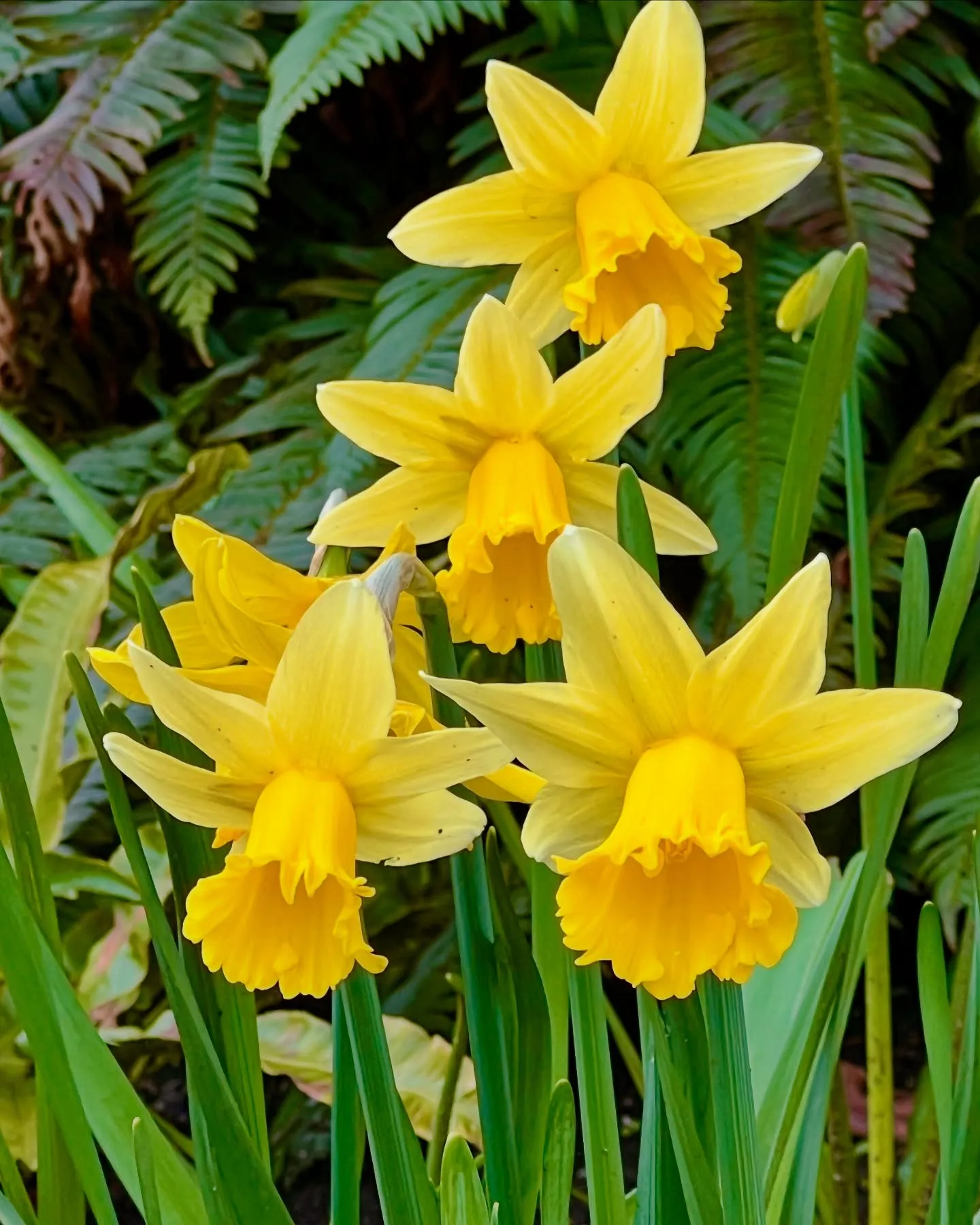 Bright Yellow Daffodils Bright Yellow Daffodils