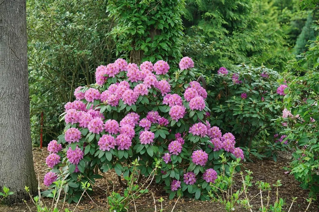 Dandy Man Purple Rhododendron