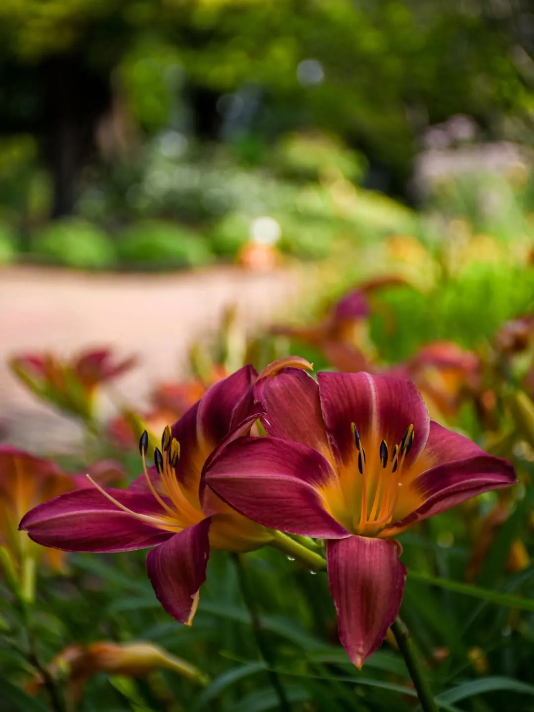 Daylily (Hemerocallis spp.)