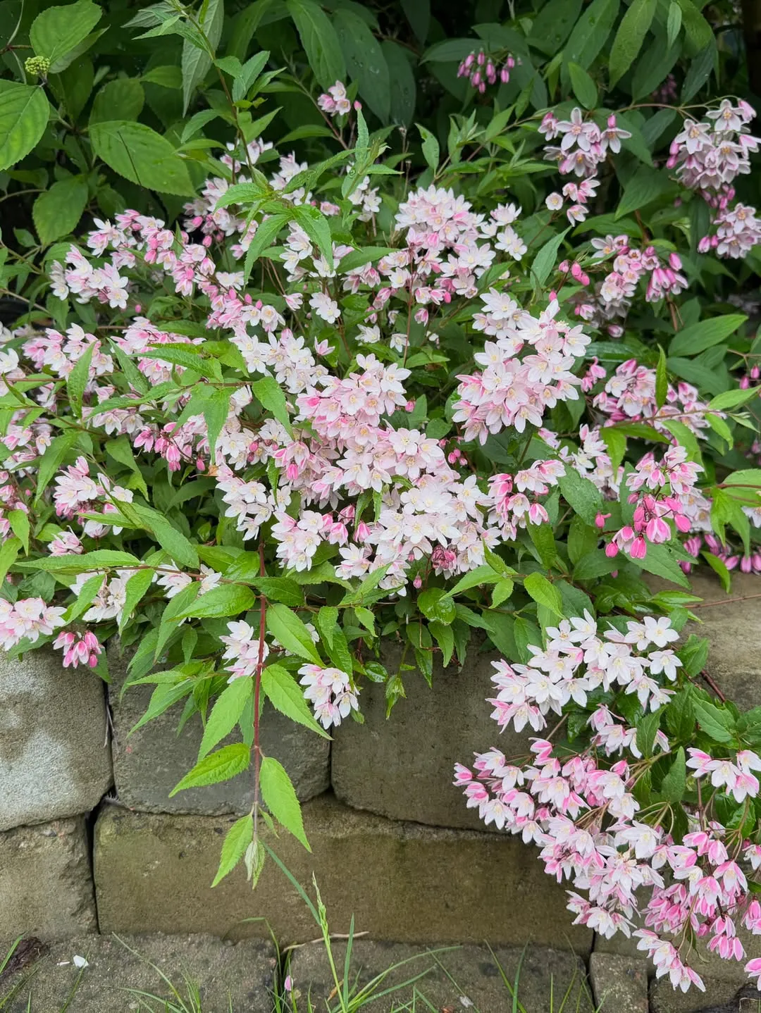  Deutzia (Deutzia spp.)