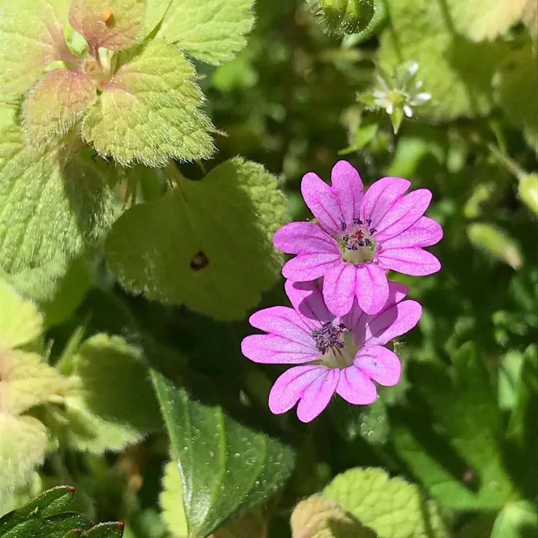 Dove &rsquo;s-Foot Geranium (Geranium Molle)