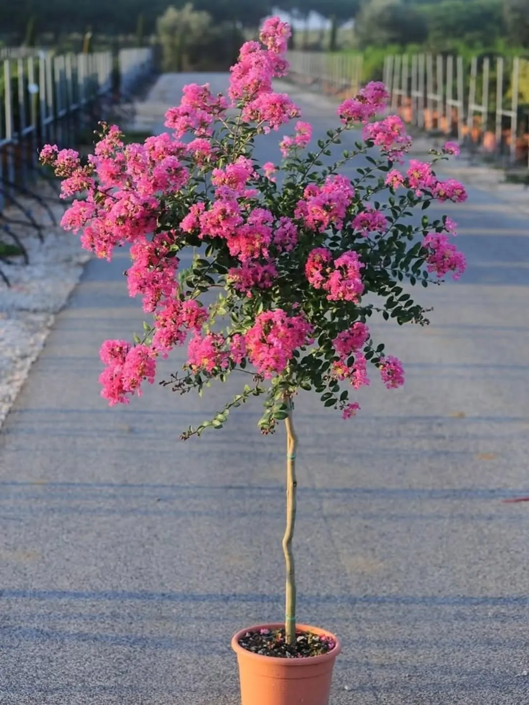 Dwarf Crape Myrtle &lsquo;Pink Velour&rsquo;