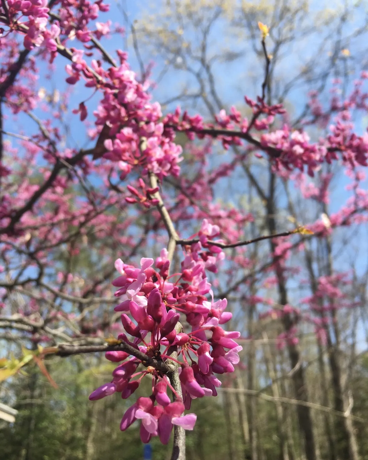 Eastern Redbud Eastern Redbud