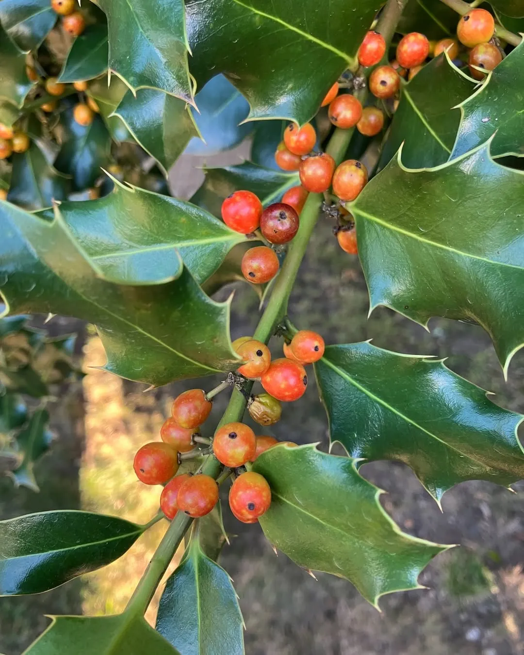 English Holly (Ilex aquifolium)
